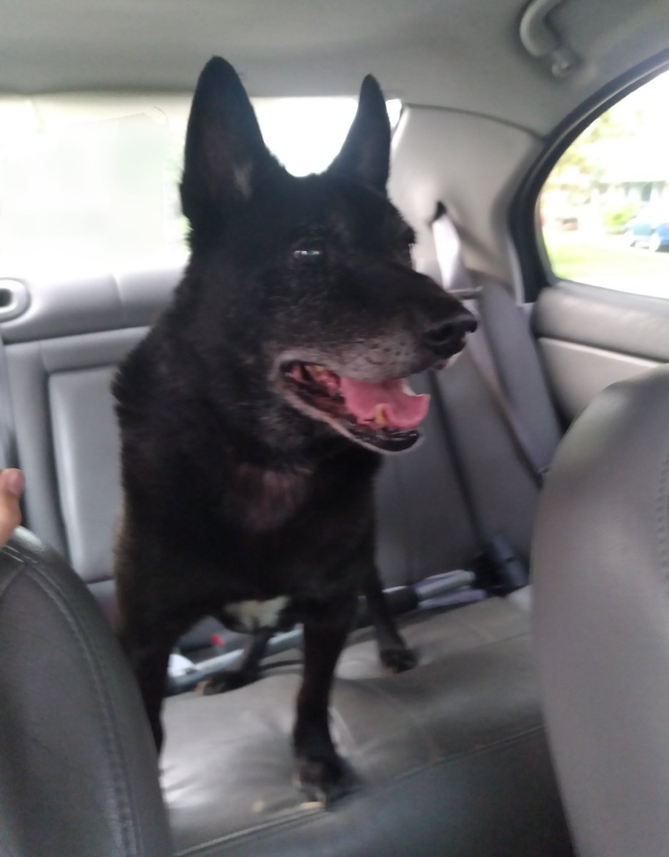 ConmanFNBR's tweet photo. Buddy just sadly passed away a couple hours ago. I love and miss him so much. He had a 45 minute seizure then passed. I love you so much Buddy. I'm so sad and heartbroken right now. If I could just hug you one more time. Thank you for all the fun times. Rest in peace😭❤🖤 https://t.co/jAOSSGrtnJ