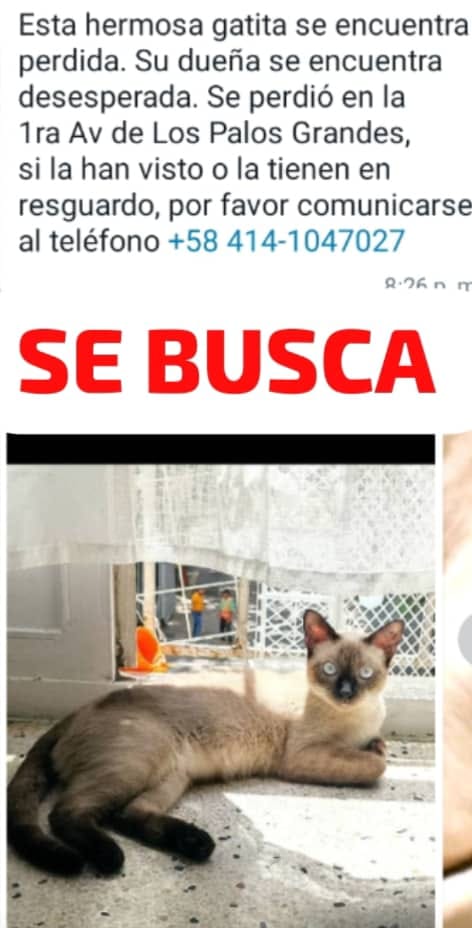 PerroUsuario's tweet photo. Su familia la busca, Los Palos Grandes Caracas https://t.co/tlhseGDkdm