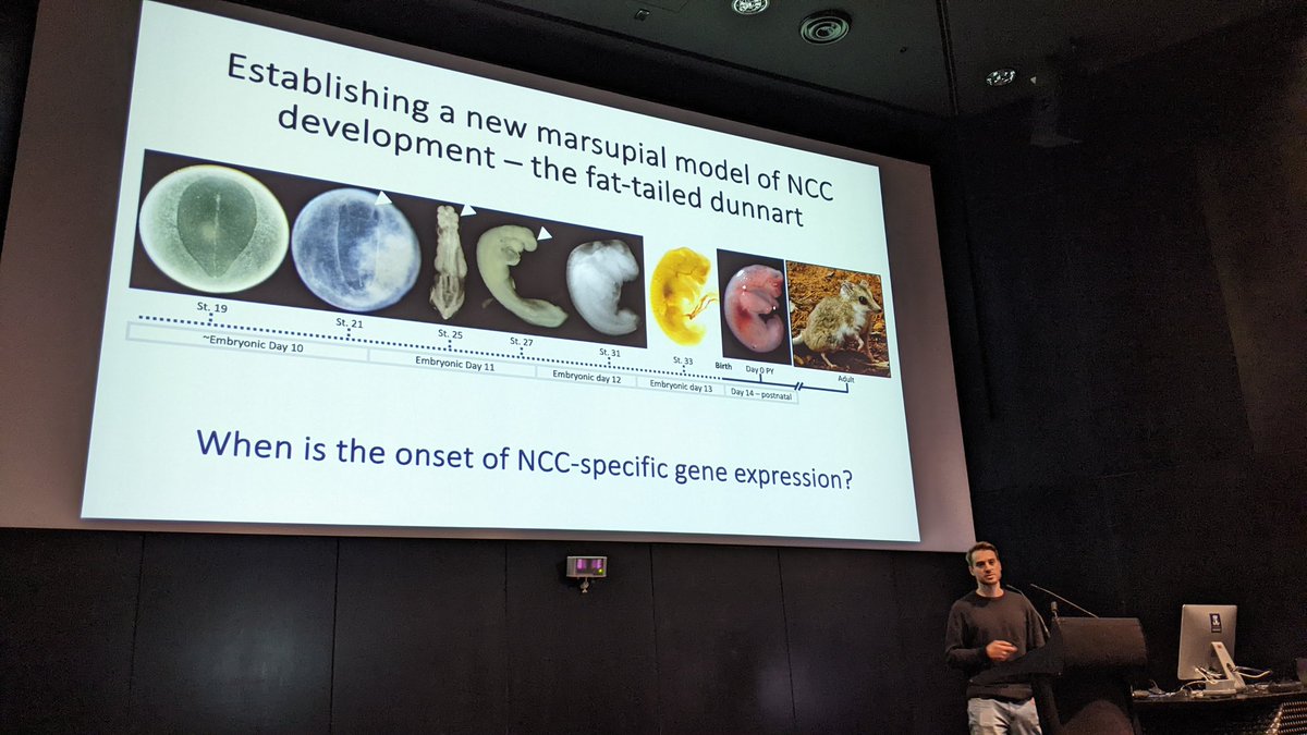 DrDunnart's tweet photo. Awesome presentation by lab-mate @AxelHNewton about his #research into #marsupial craniofacial/ #skull and #neuralcrestcell development 💀
#developmentalbiology #morphology https://t.co/pueE80KmbT