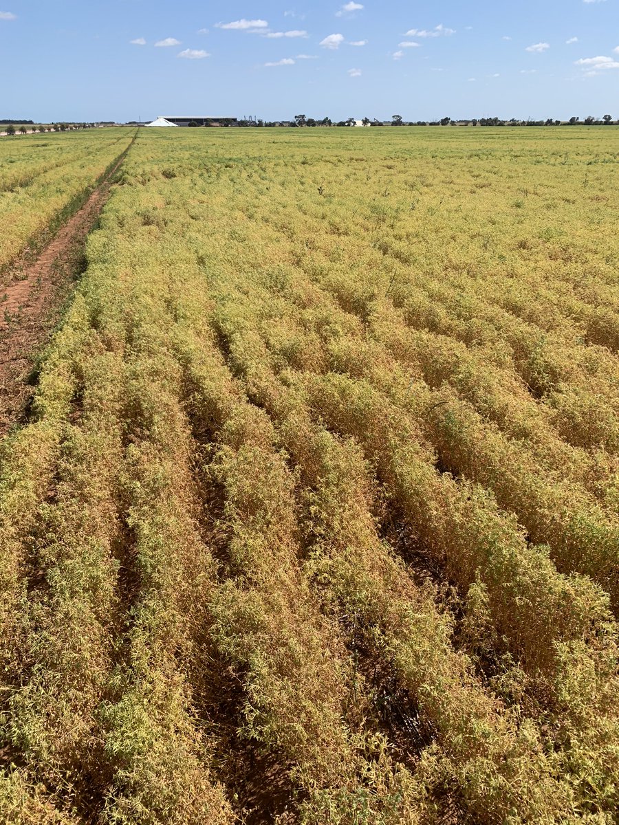 With harvest rapidly approaching we are putting the finishing touches on the bunker walls &amp; another bitumen pad for lentils. Crops holding on around the site on 210mm GSR. #wheat #barley #lentils