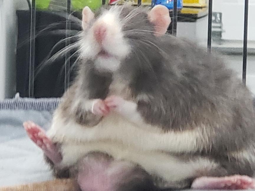 Chaotrope tweet media