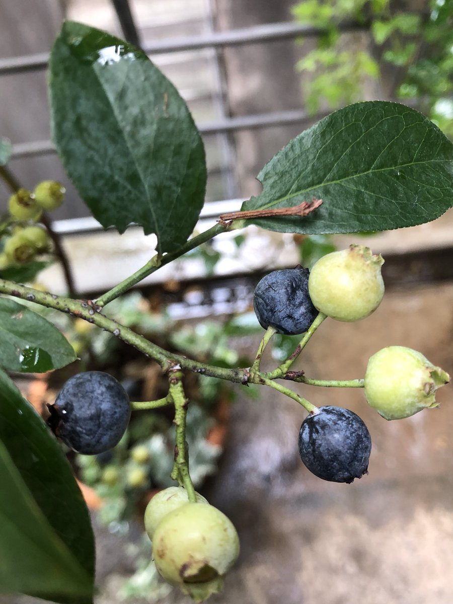 毎週お花を飾っているレストランのテラスに、いろいろ植え出したのが夏前。

ブルーベリー🫐もかなり色づいてます。

トマトは水やりすぎた。