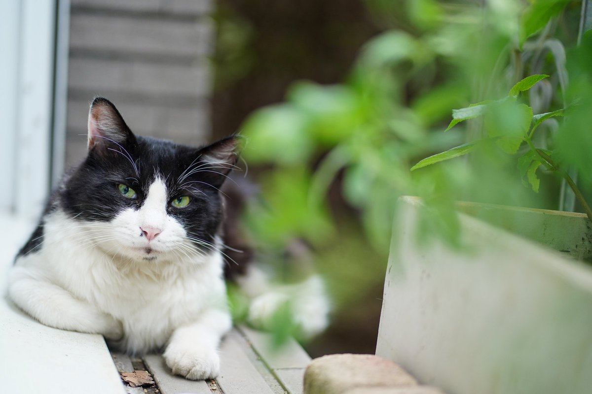 ふるむ〜ん@from my Balcony tweet media
