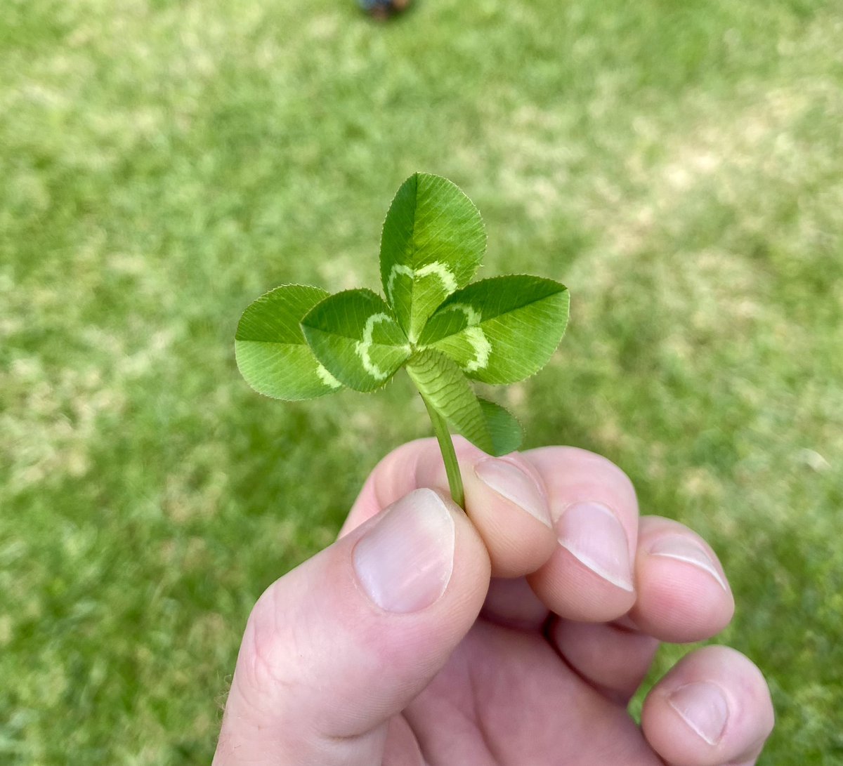 Chukl31's tweet photo. Things are about to get wild..😉
#5LeafClover Find in my yard today 👀
If your holding what I’m holding we gon make it 👌🔥
LFG $PEPE 🐸
LFG $VET
LFG $ALGO
Any if you don’t know, Now you know… #VeChainHasNFTs 😎
It’s now pressed in a book next to all my crypto info 🍀💪 https://t.co/aA52sY2hjl