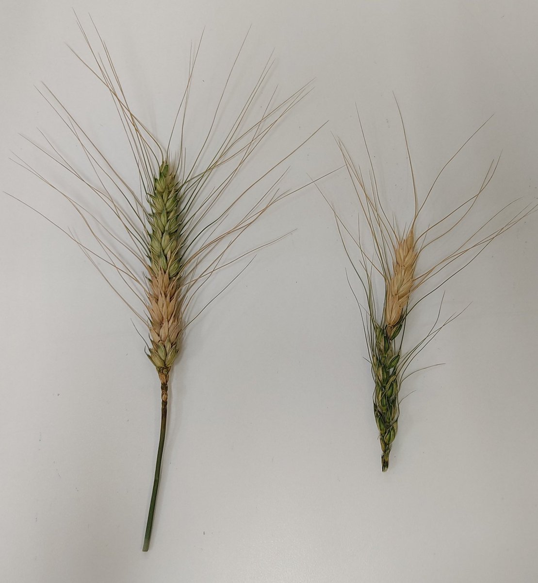 canale_cristina's tweet photo. Fusarium head blight (left) and Pyricularia wheat blast (right). Funny how they alternate the infection location of the wheat head https://t.co/C62VYCgpN4