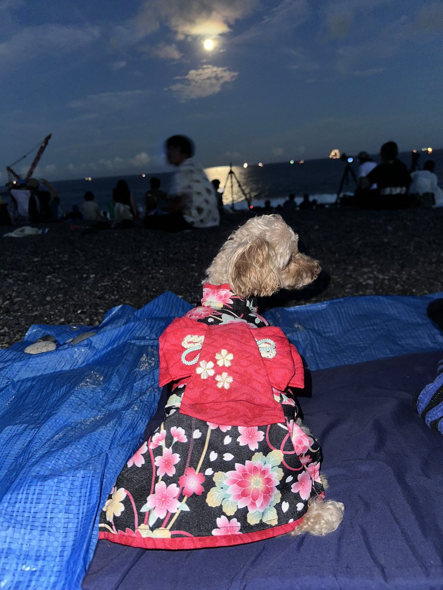 _O7_n's tweet photo. ステラの夏🍉🌻🌊in2023 https://t.co/qagBI5LlIz