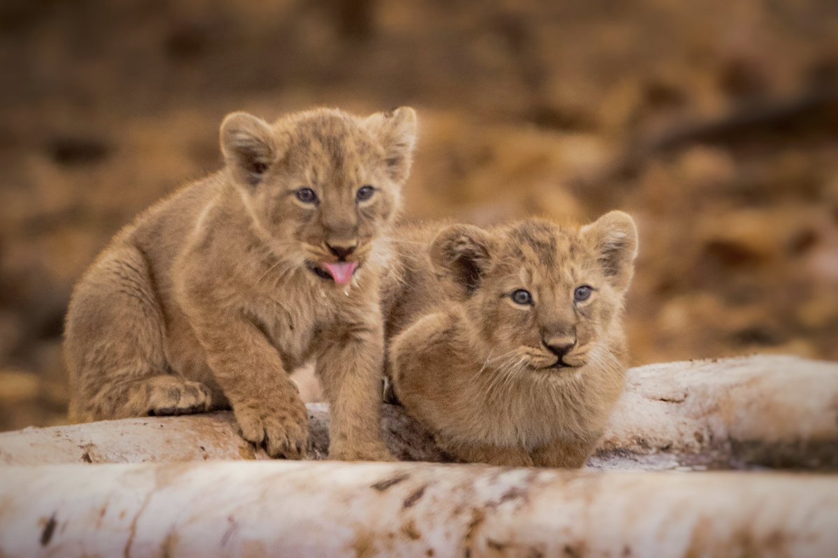 Wildlife is not always cruel and raw It is beautiful and cute too😍 For example these Asiatic Lion cubs from Gir forest 🧡 Feel free to share/RT