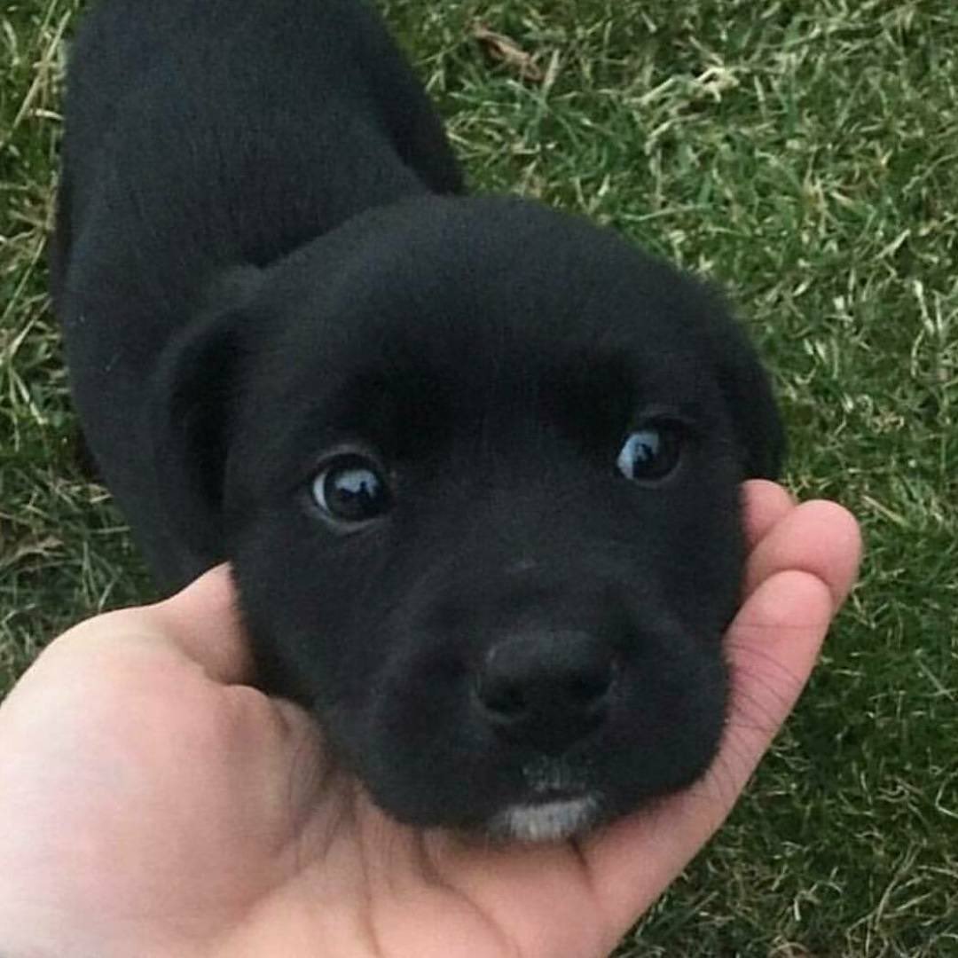 💖 (@twaniimals) on Twitter photo 