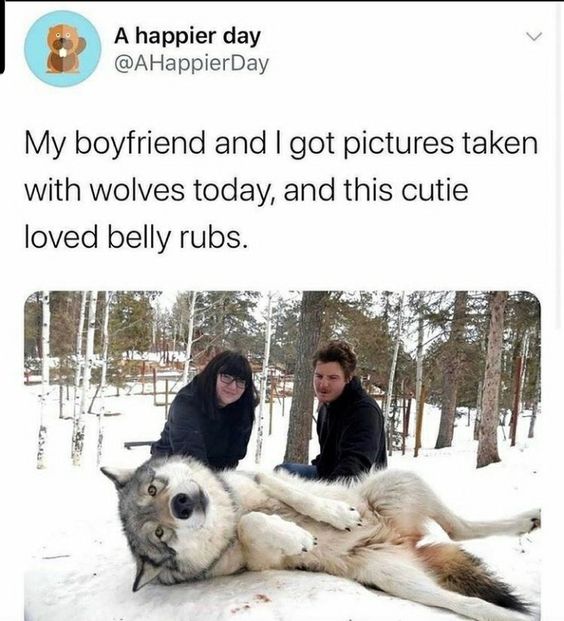 ProfHKatz's tweet photo. Prehistoric humans saw this gigantic carnivore that, as a pack, could kill prey weighing 600 pounds, and they said, "IT'S SO FLUFFY!" https://t.co/BXm09FL0wm