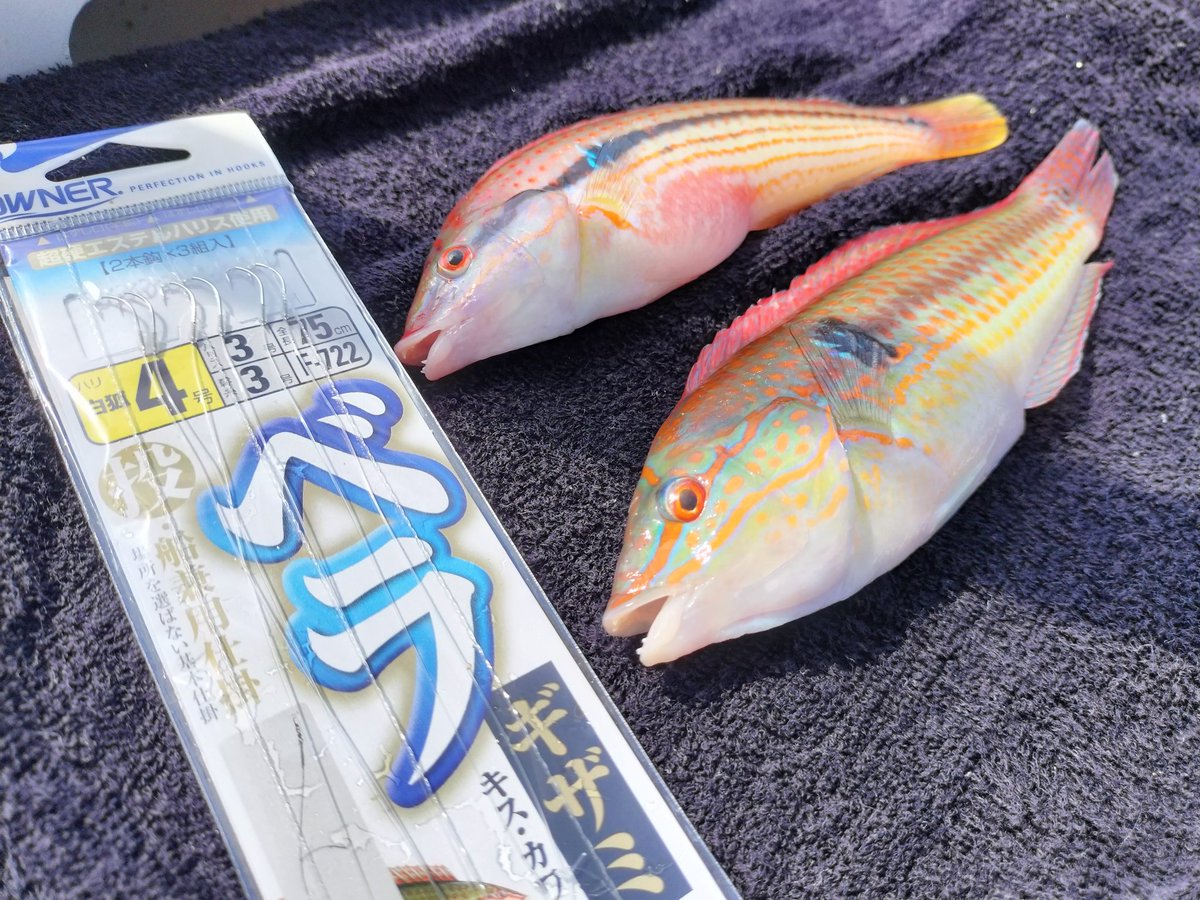 nishiobass's tweet photo. 高田屋さんとコラボした
ベラッティが沖へwww
船から沖磯キュウセン狙い！！
根掛かりを回避しながら良型揃いのオス、メス釣れて最高❤️

船からは船の面白さ、陸からの投げ釣りには投げの面白さがあります！
ショア、船、ルアー、エサと比べず、人それぞれのスタイルでJIMOFISHが釣れたら🙏✨ https://t.co/yWj4P9YvGw