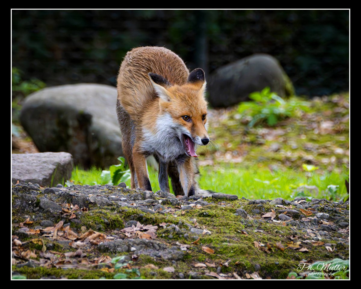 o0Philipp0o's tweet image. Ich habe diesen schönen #Fuchs schon als AntwortTweet geteilt aber ich möchte ihn ganz offiziell nochmal tweeten😊(📷)
-
#füchse #tiere #fox #foxes #animals
-
#fotografieren #fotograf #foto #fotos #photography #photographer #photo #photos #olympus #omd #zoo #hobby #schweiz