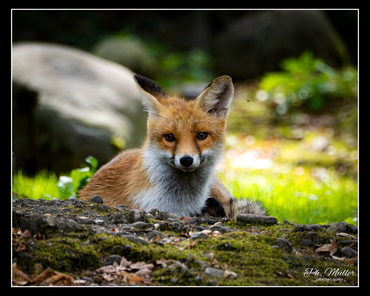 o0Philipp0o's tweet image. Ich habe diesen schönen #Fuchs schon als AntwortTweet geteilt aber ich möchte ihn ganz offiziell nochmal tweeten😊(📷)
-
#füchse #tiere #fox #foxes #animals
-
#fotografieren #fotograf #foto #fotos #photography #photographer #photo #photos #olympus #omd #zoo #hobby #schweiz