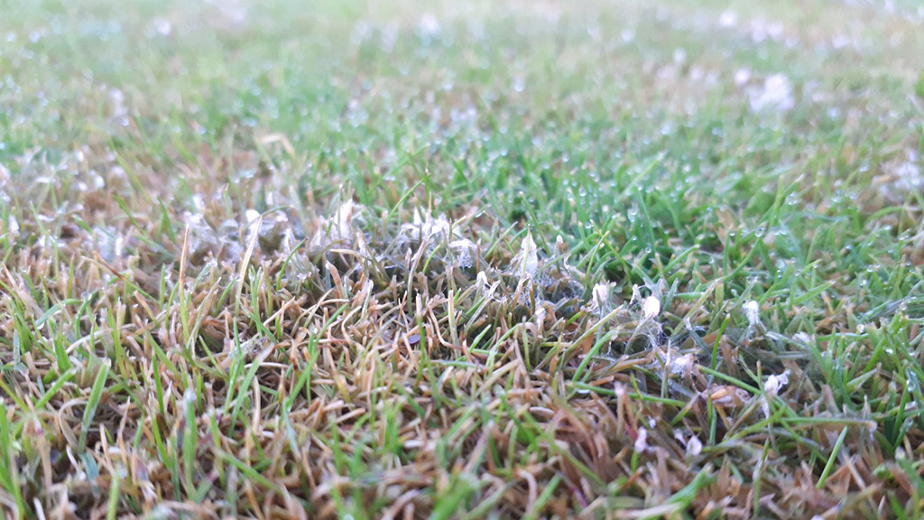 SyngentaTurfUK's tweet image. ⚠️  Early Fuzz Warning ⚠️ 
Microdochium patch, Fusarium, the Dreaded Fuzz.
A cold, wet summer has meant a higher pathogen survival rate in thatch and soil, which means an earlier onset of the DREADED FUZZ, 
Sean explains more .. 👇 
buff.ly/3sXvTAm