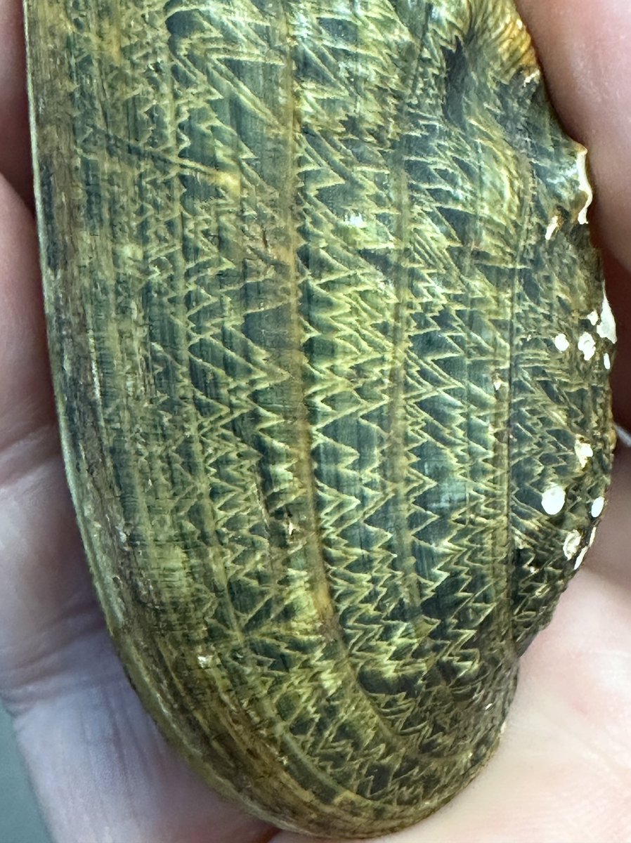 treebiology's tweet image. Behold the #federally #endangered #rabbitsfoot #mussel. Larval mussels (#glochidia) latch onto fish gills, parasitize them until they morph into teeny mussels, then fall off. So fishes move them around,  nurture them, and disperse them. It’s a crazy-ass life cycle #coevolution