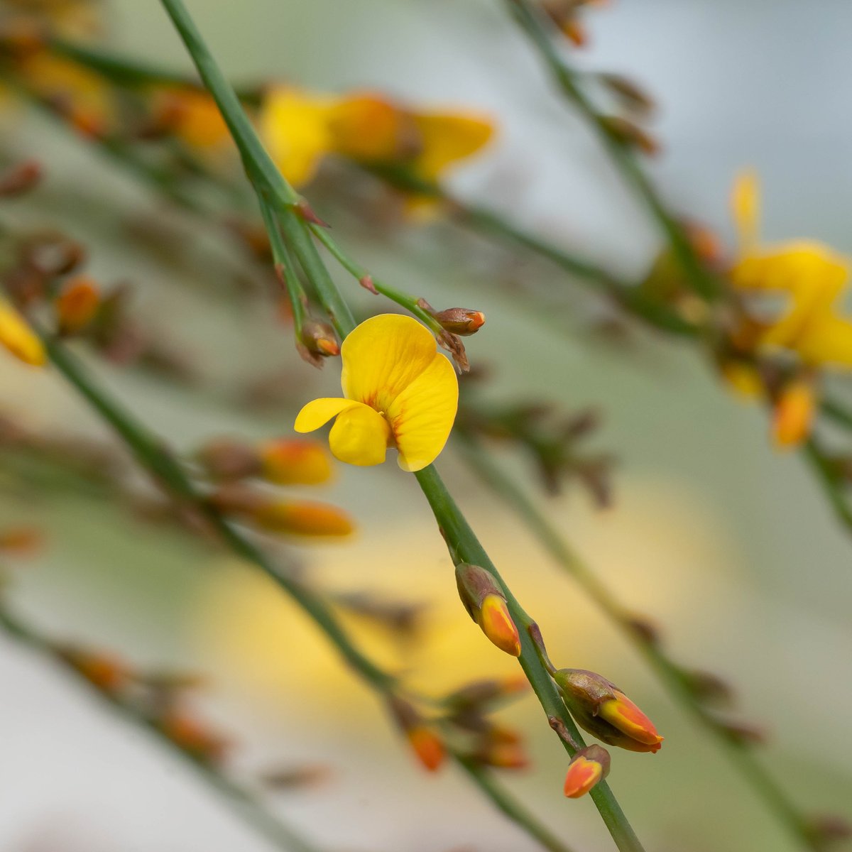 KarenguoPhoto's tweet photo. #yellowflowers #flowertree #juncea #VIMINARIAjuncea #nativebroom#swishbush https://t.co/oslysPBzSq