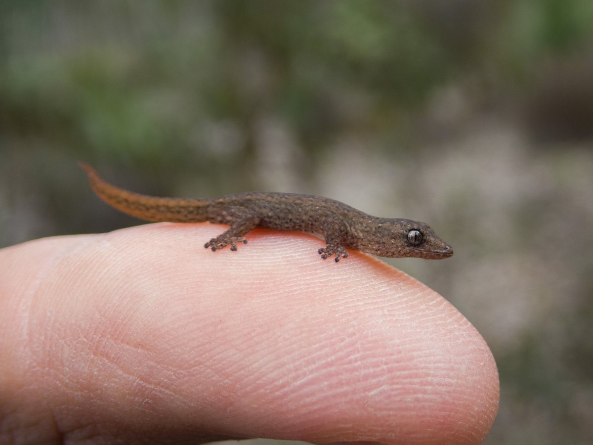 A tiny thumb thigmotherm. This compact Clawless Gecko seems content mooching off this heat dispensing mammal.