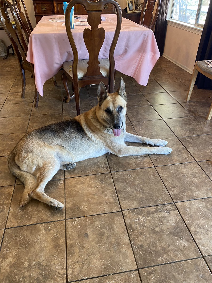 angiespizelles's tweet image. Camel says I’m #TeamCommander