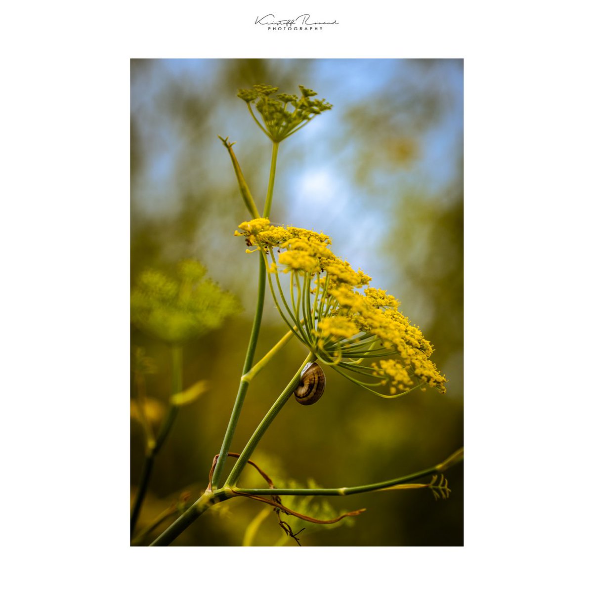 💬 Cette semaine, je vous emmène à La Fossette, une superbe plage près de Cherbourg où j'ai pu faire de la macro-photographie. C'est un petit coin de paradis avec un paysage incroyable.  🤩 --------------------- Projet 365 181/365