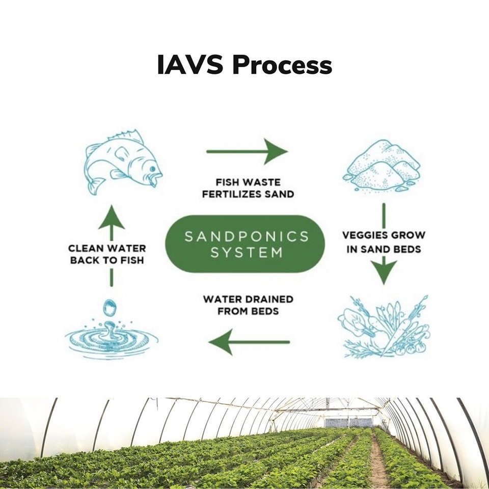 Here is the answer you have been looking for📷
#Sandponics, also referred to as IAVS (Integrated #Aqua Vegeculture System), is an approach to agriculture that could provide a solution to food insecurity in desert regions. #aquaponicsystem #aquaponicsystem #kenya #Agritech