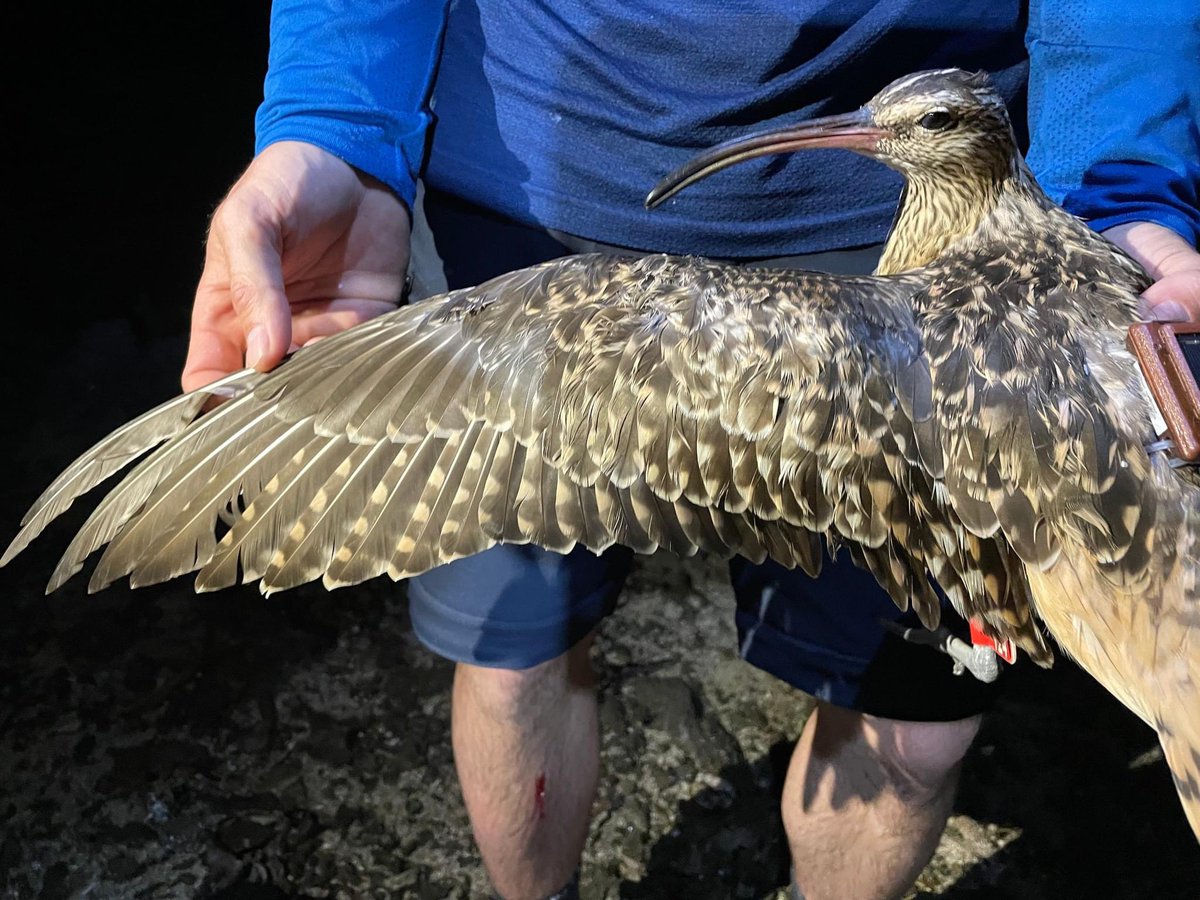 Tamuta987's tweet photo. 🐦Incroyable migration !🐦
Des courlis d'Alaska adultes sont en train de revenir en Polynésie 🇵🇫, et de transmettre les données collectées par leur GPS 📍depuis leur départ début mai.
Plus d’info ALT
#tahiti #courlis #migration https://t.co/7Z56MQn5EI