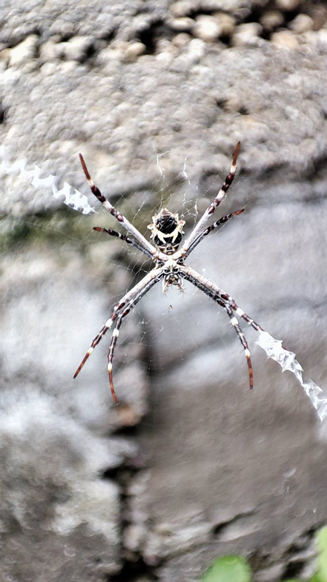 edgardelcampo7's tweet photo. @Arachno_Cosas es peligrosa para una mascota ? https://t.co/86OtvH9zvL