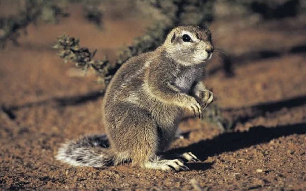 Ever wondered what makes squirrels different from one another?  Here’s a quick read to learn key differences between our bushy tailed buddies!

britannica.com/animal/squirrel