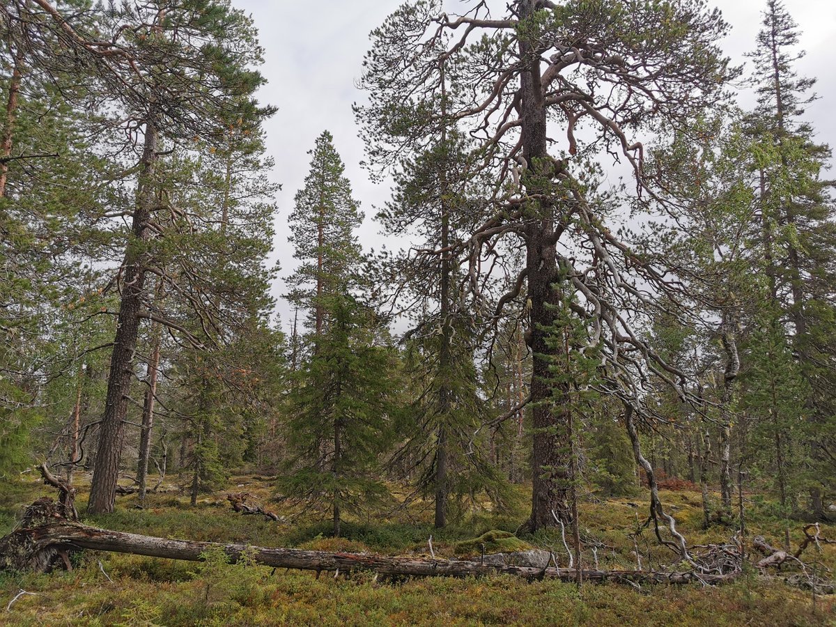 Kittilän Roukovaaran suojelemattomiin valtionmetsiin pääsy vaati tasapainoilua, mutta vaivannäkö kannatti. Puustossa on runsaasti monisatavuotiaita paksurunkoisia ikimäntyjä, joita harvoin näkee metsissä edes yksittäin. Karu vaara onkin täydellinen mäntyjatkumon ikimetsä. /Ari