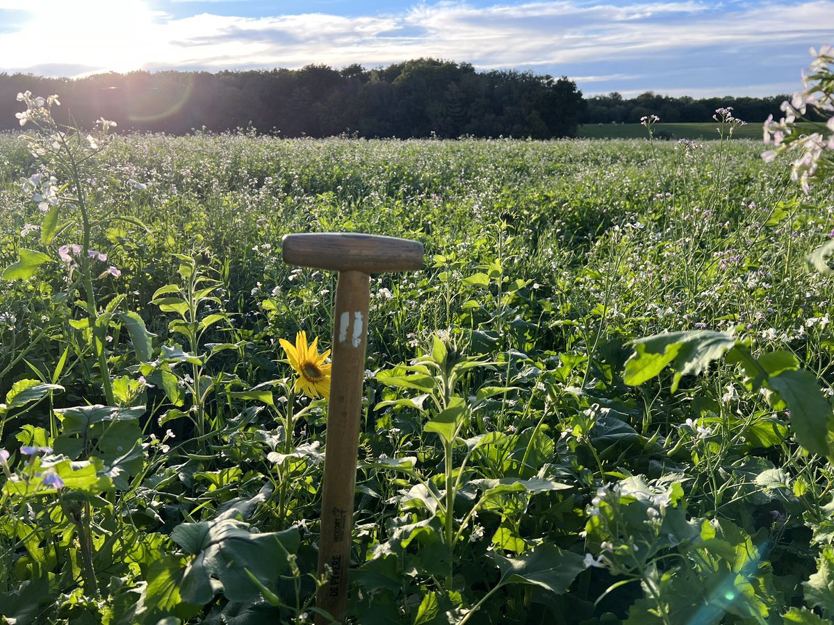 Ça pousse ! 
Ce couvert sera prochainement valorisé au pâturage