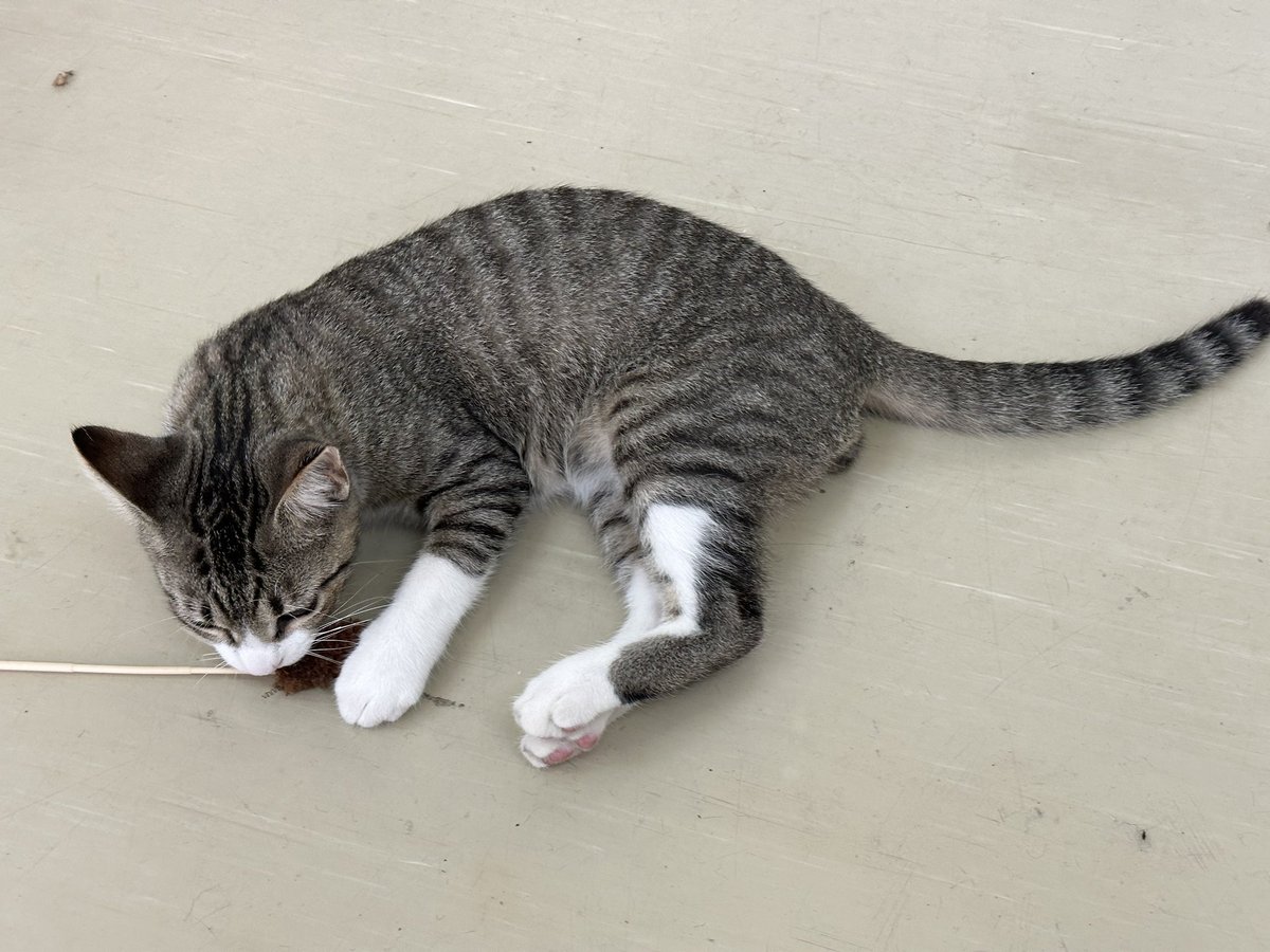 neko_afaa's tweet photo. 猫に噛まれると痛い所ランキング第1位は二の腕だと思ってたんです。
実際めっちゃ痛いですよね？二の腕を噛まれると。
でも先程実際に噛まれて二の腕とは比べ物にならないぐらい痛かった所が有りまして。
しかも今まで噛まれた事が無かったのでランク外からの第1位なんですよ。
その噛まれた所とは…

乳首です！

いいですか皆さん、猫に噛まれると痛い所ランキング第1位は乳首です！