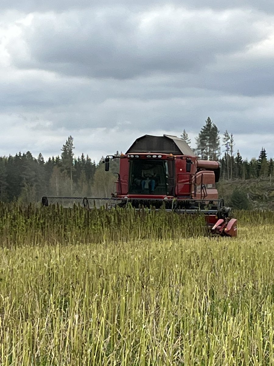 MariRaininko's tweet photo. Eilen #Transfarm’in järjestämä #öljyhamppu sadonkorjuunäytös. Viljelyala on Suomessa kasvussa koska #kasviproteiini #rasvahappokoostumus #hiilensitoja #maanparannus. @j_leppala https://t.co/IQ5WPqQvBW