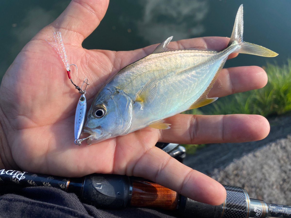palms_global's tweet photo. Super Light Shore Jigging with Miniature Dax in Japan 🇯🇵
Rod: Pinwheel 69UL+
Lure: Miniature Dax
#palmsfishing #shorejigging #lightgame #lightgamefishing #microjigging #microjig @palms_japan https://t.co/9IVkwTDACD