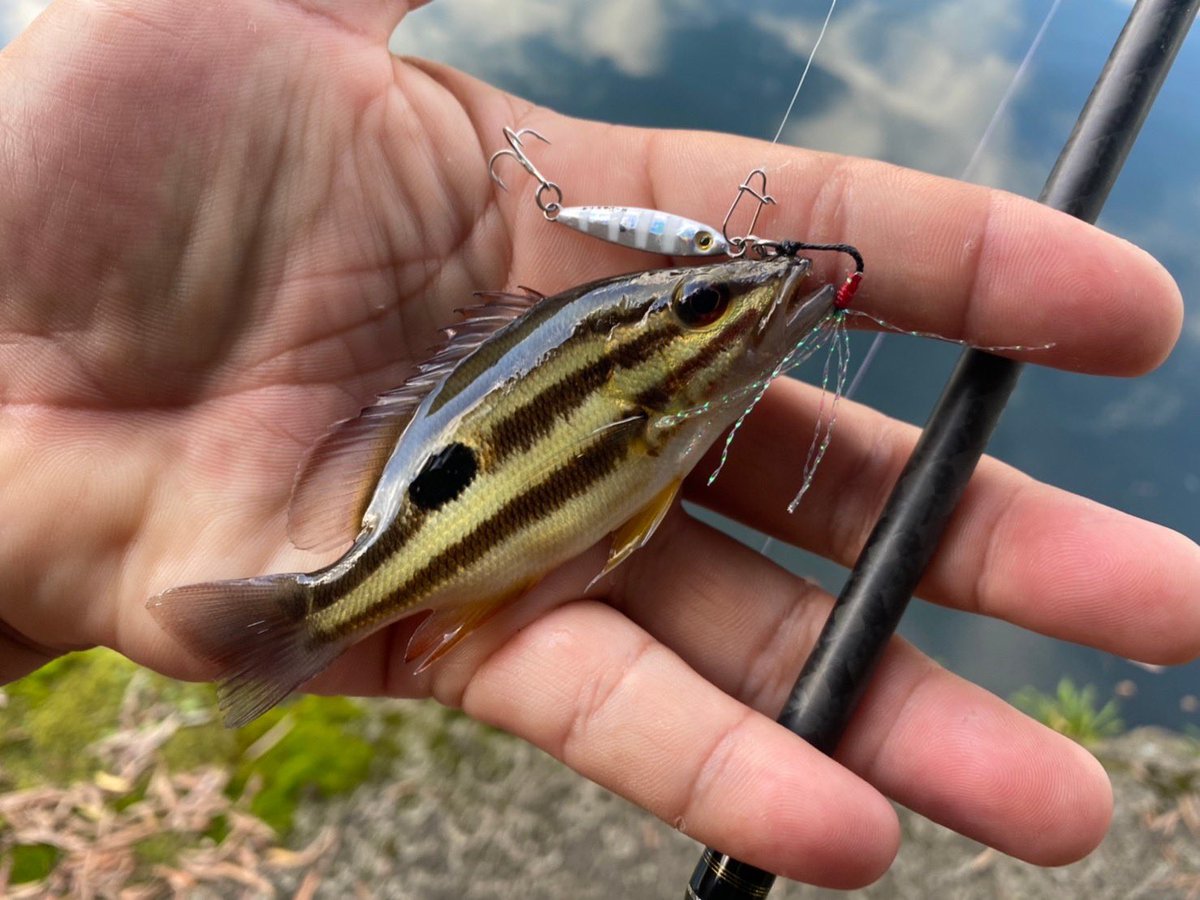 palms_global's tweet photo. Super Light Shore Jigging with Miniature Dax in Japan 🇯🇵
Rod: Pinwheel 69UL+
Lure: Miniature Dax
#palmsfishing #shorejigging #lightgame #lightgamefishing #microjigging #microjig @palms_japan https://t.co/9IVkwTDACD