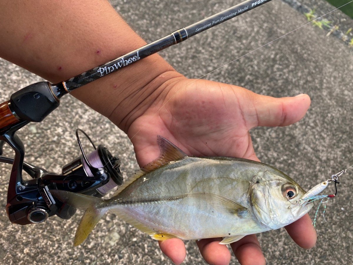 palms_global's tweet photo. Super Light Shore Jigging with Miniature Dax in Japan 🇯🇵
Rod: Pinwheel 69UL+
Lure: Miniature Dax
#palmsfishing #shorejigging #lightgame #lightgamefishing #microjigging #microjig @palms_japan https://t.co/9IVkwTDACD