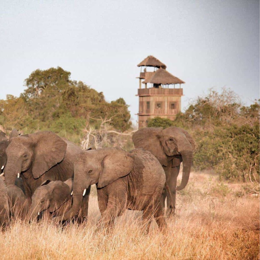 Saadani is where the beach meets the bush. The only  Yet it is also the one place where elephant strolling past, or a lion coming to drink at the nearby waterhole!

visit @ lifetimesafaristz.com/tanzania-desti…

Phone: +255 75 5419246

#tanzania #tanzaniasafari #saadaninationalpark