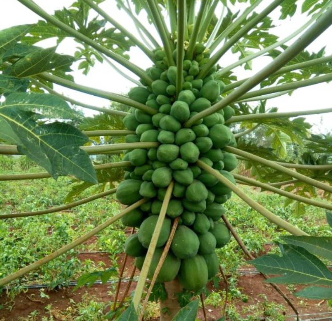 mynzagric254's tweet image. How many papaya fruits can you count .

1000 PCs fit an acre of land .

Imagine each tree fruiting this way .

How much money can you make in an acre piece of land ?

What are you waiting for ?

Get hermaphrodite papaya seedlings from @mynzagric254 

Click this link to message us…