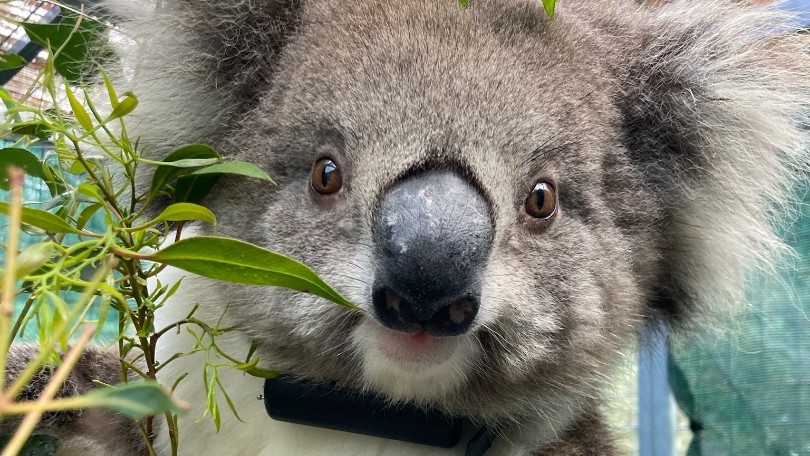 As urban sprawl threatens the habitat of koalas in Ballarat, researchers from Federation University aim to gain a better understanding of their population and habitat usage patterns. 🐨 Full details: bit.ly/3PV9BbO