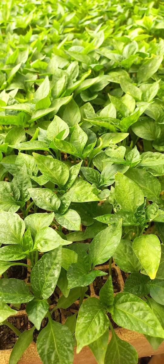 Greenhope Seedlings Nursery has these to transplant:

▪️Royale plus 
▪️Star 9009 
▪️Chibli
▪️Broccoli 
▪️Cauliflower 
▪️Red cabbage 
▪️Tengeru select
▪️Rodade plus
▪️Rio Grande
▪️Green pepper
▪️Lettuce 
▪️Choumollier 
▪️Rape rampart
▪️Covo 
▪️Tsunga

Contact Sales on 0781609809.