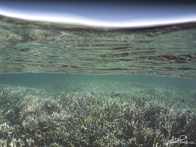 UQ Science (@uqscience) on Twitter photo A collaborative project led by #UQ’s citizen science program <a href="/Coral_Watch/">CoralWatch</a> is aiming to get more people collecting valuable coral health data around the world.
Read more: tinyurl.com/32srmua2
📸: Marta Panero A collaborative project led by #UQ’s citizen science program <a href="/Coral_Watch/">CoralWatch</a> is aiming to get more people collecting valuable coral health data around the world.
Read more: tinyurl.com/32srmua2
📸: Marta Panero