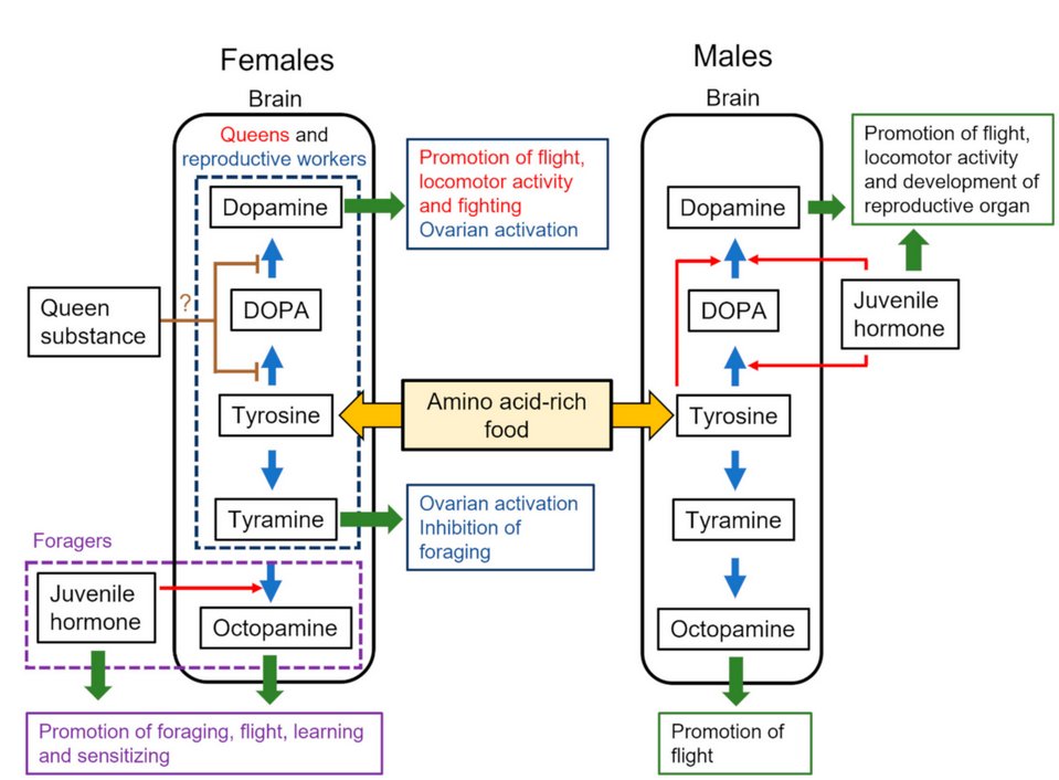 Insects_MDPI's tweet photo. #insects #Review
📚Sex-Specific #Regulatory Systems for #Dopamine #Production in the Honey #Bee
👥By Ken Sasaki, Tomohiro Watanabe
📷https://t.co/JII0Y5VTdG
#Apismellifera #socialinsect https://t.co/Ur7CdJmrOb