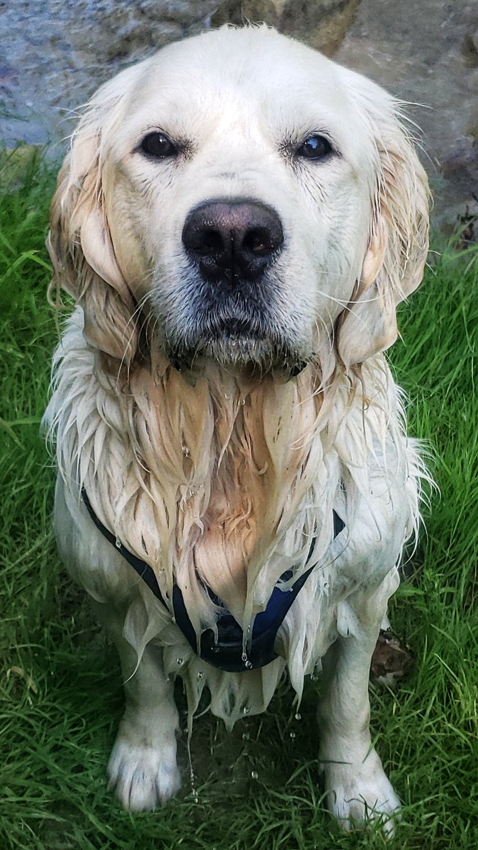 Obi is ready for his close up on this #wetdogwednesday !
😁❤🐾🐕🐶💦
#handsomeboy #goldenretriever #HappyHumpDay #walkinthedoginwhitby #walkinthedog