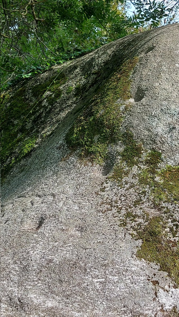 CarolynKennett's tweet photo. Bowl rock investigations yesterday recording cup marks and later inscriptions #Cornwall #Cupmarks https://t.co/fHvvjKER4X