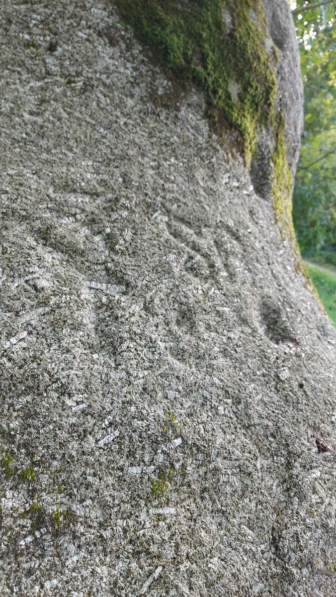 CarolynKennett's tweet photo. Bowl rock investigations yesterday recording cup marks and later inscriptions #Cornwall #Cupmarks https://t.co/fHvvjKER4X