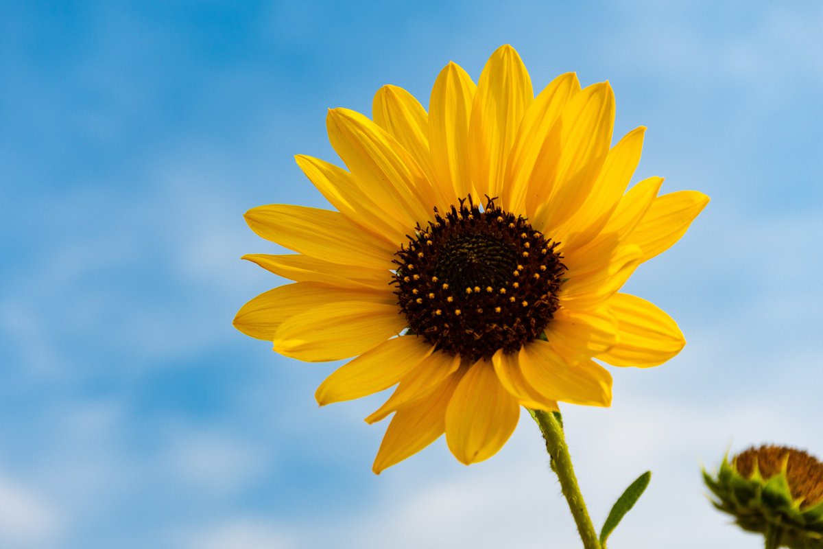 iffcourbangrdns's tweet photo. #GreenTalks
I caught my sunflower photobombing every picture I take. Clearly, someone loves the limelight!
#iffcourbangardens #iffco #planttalks #plants #viral https://t.co/BI1SzVzybG