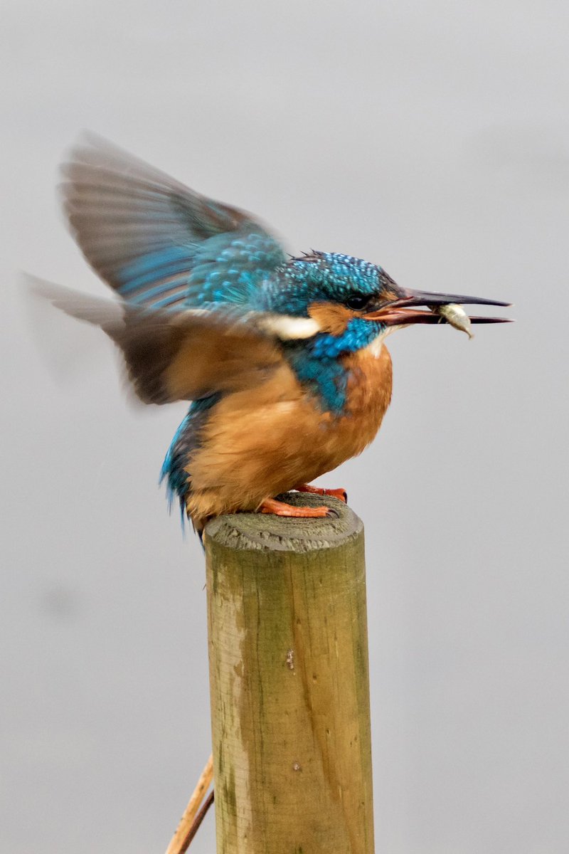hertskingfisher's tweet photo. Kingfisher success https://t.co/lRVEpUlWl8