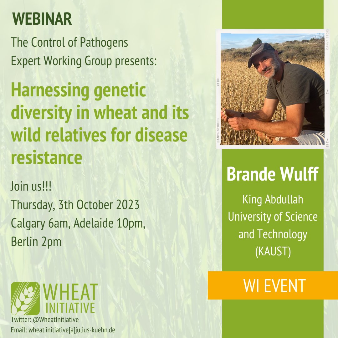 The <a href="/WheatInitiative/">Wheat Initiative</a> Expert Working Group on #Wheat #Pathogens holds new WEBINAR!
<a href="/BrandeWulff/">Brande Wulff</a>  will be speaking about “Harnessing #genetic diversity in wheat and its wild relatives for disease resistance”.

Please find all info here!
👇🌾👇
wheatinitiative.org/new-events/ewg…