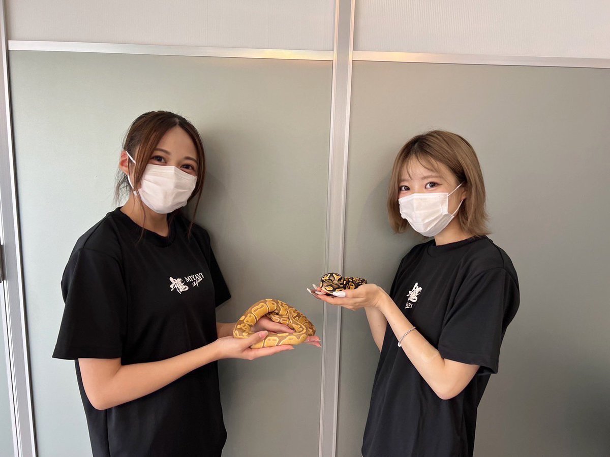 miyavi_reptiles's tweet photo. Ultramel/ウルトラメル
BlackHeadPastelhetClown/ブラックヘッドパステルhetクラウン
10月1日ブラックアウト東京
お待ちしております。
遊びに来てね😊
#ウルトラメル
#ブラックヘッドパステルhetクラウン
#Ultramel
#BlackHeadPastelhetClown
#ボールパイソン
#雅レプタイルズ
#雅Reqtiles
#千葉県 https://t.co/Qw2vZCucUi