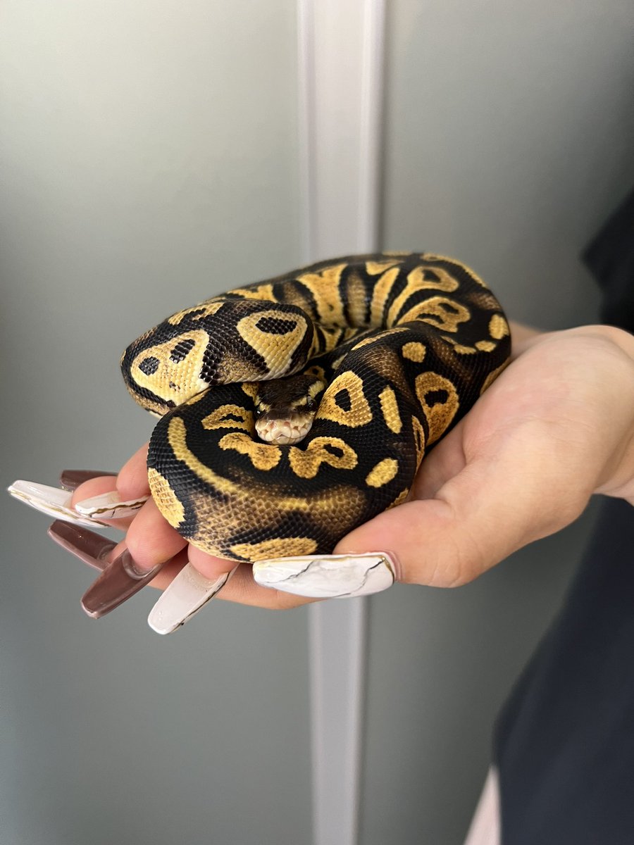 miyavi_reptiles's tweet photo. Ultramel/ウルトラメル
BlackHeadPastelhetClown/ブラックヘッドパステルhetクラウン
10月1日ブラックアウト東京
お待ちしております。
遊びに来てね😊
#ウルトラメル
#ブラックヘッドパステルhetクラウン
#Ultramel
#BlackHeadPastelhetClown
#ボールパイソン
#雅レプタイルズ
#雅Reqtiles
#千葉県 https://t.co/Qw2vZCucUi