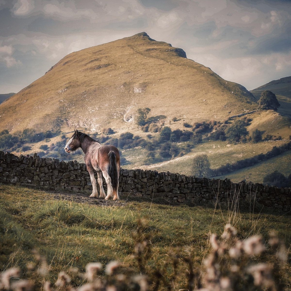 This is Chrome Hill, perhaps the peakiest peak in the #peakdistrict. It looks dramatic from every angle but I love this view of it dominating the landscape. And the rather lovely horse was a complete gift, giving me his best side and enjoying the scene as much as I was.