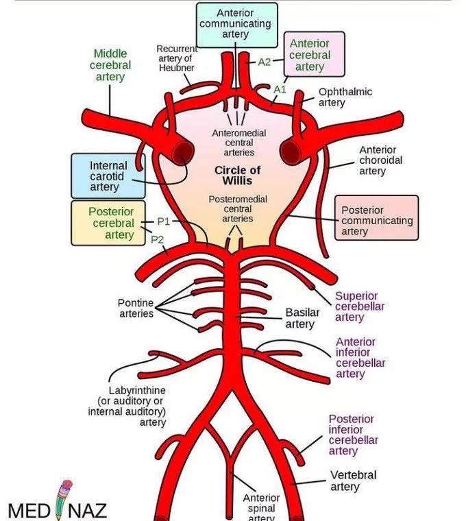 drkeithsiau's tweet photo. @shehzadhudamd Stumbled across this - Circle of Willis summarised in 40 seconds 🧠
https://t.co/uxy3ItF0PR