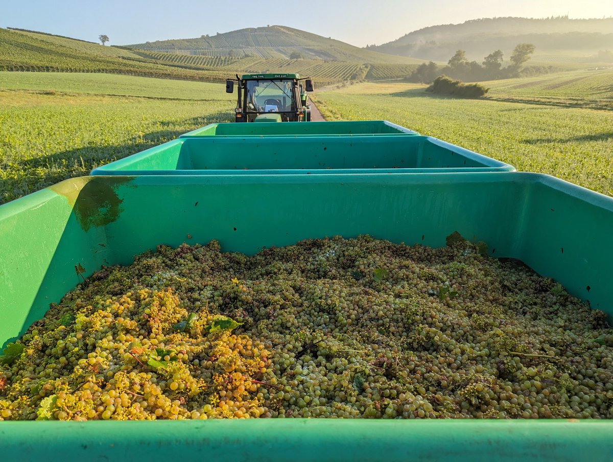 SamothRelgi's tweet photo. In der Ablieferschlange... #kelter #riesling #flein @Patrick_Kunkel 😉 https://t.co/BxRLzKlhM4